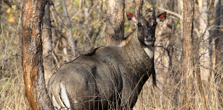 Photo Safari 2024 Jay Vandermeer Photography